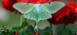 Luna moth