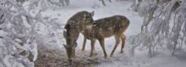pair of deer in snow