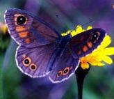 purple butterfly