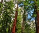 redwood trees