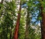 redwood trees