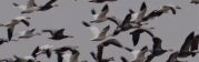 snow geese migration near St Elmo IL, Dave Moody 2