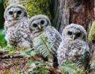 3 Owls