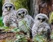 3 Owls
