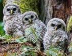 3 Owls