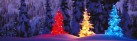 cropped-3-trees-lighted-in-different-colors2.jpg