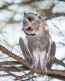 hot-owl-southern-white-faced-owl-in-botswana-trying-to-keep-cool