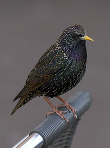 common starling