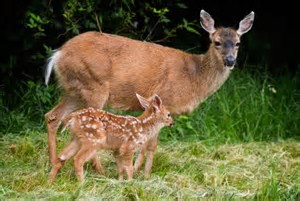 deer &amp; fawn