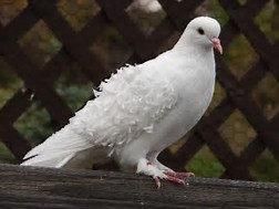 dove